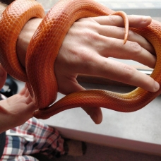 Image pour l'annonce Vend adorable Elaphe Guttata Orangée 50€