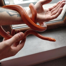 Image pour l'annonce Vend adorable Elaphe Guttata Orangée 50€