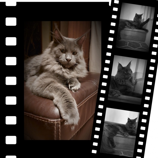 Image pour l'annonce Maine Coon Saillie