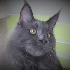 Image pour l'annonce Maine Coon Saillie