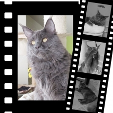 Image pour l'annonce Maine Coon Saillie