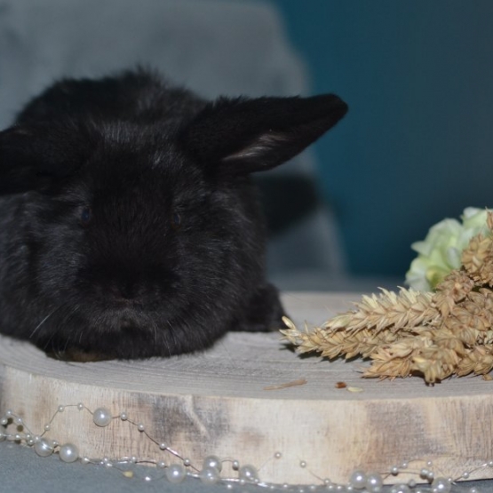 Image pour l'annonce Lapin bélier nain
