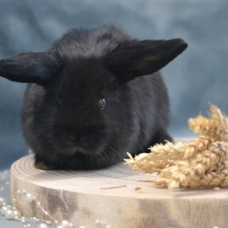 Image pour l'annonce Lapin bélier nain