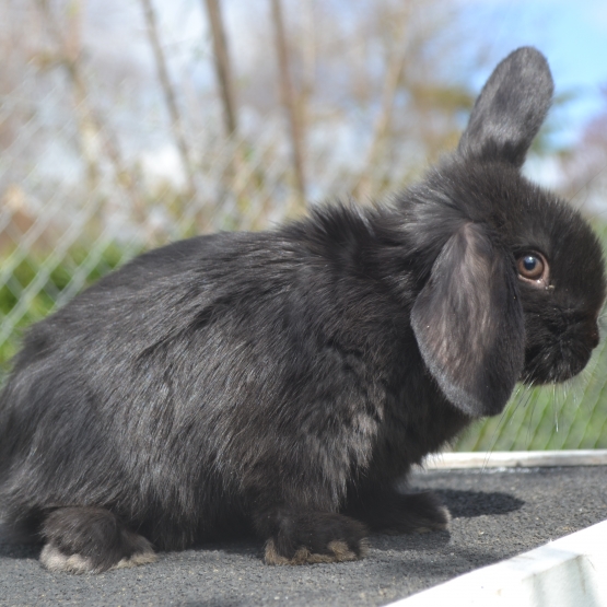 Image pour l'annonce Lapin bélier nain