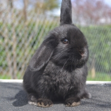 Image pour l'annonce Lapin bélier nain