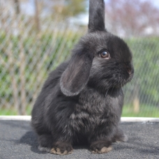 Image pour l'annonce Lapin bélier nain