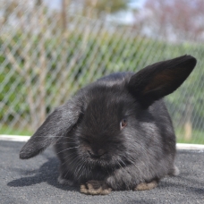 Image pour l'annonce Lapin bélier nain