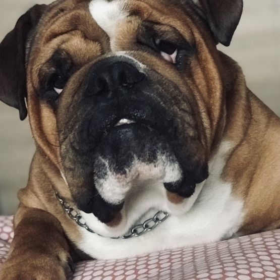 Image pour l'annonce malle bulldog Anglais pour saillie