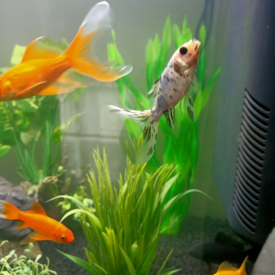 Image pour l'annonce Donne poissons rouges