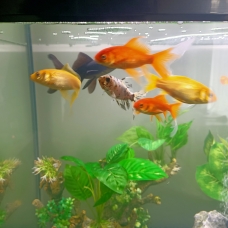 Image pour l'annonce Donne poissons rouges