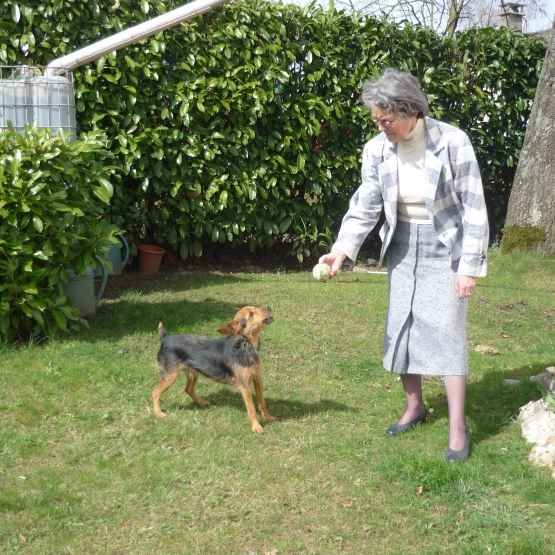 Image pour l'annonce DONNE PINSCHER/ YORKSHIRE