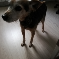 Image pour l'annonce DONNE PINSCHER/ YORKSHIRE