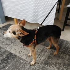 Image pour l'annonce DONNE PINSCHER/ YORKSHIRE