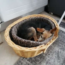 Image pour l'annonce DONNE PINSCHER/ YORKSHIRE