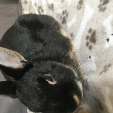 Image pour l'annonce Lapine naine 4 mois