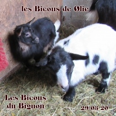 Image pour l'annonce Chèvres mini naines sans corne  de race motte