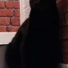Image pour l'annonce donne gros chat noir