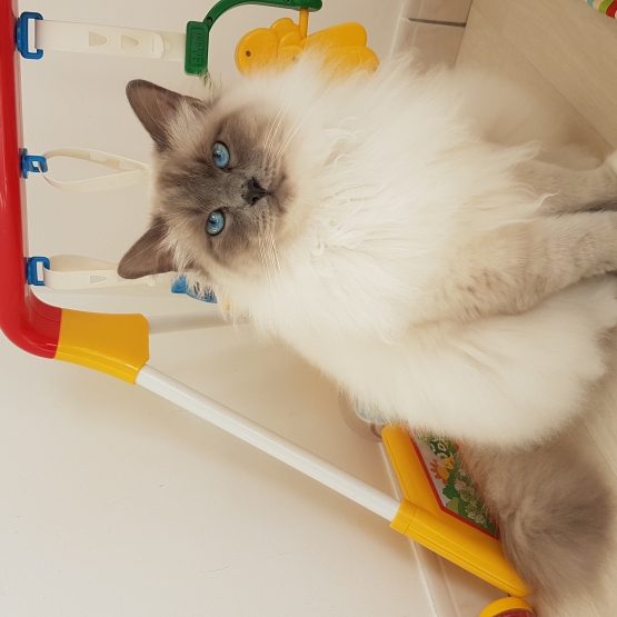 Image pour l'annonce Saillie Sacré de Birmanie