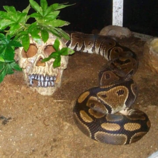 Image pour l'annonce Vends femelle python régius