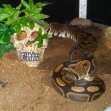 Image pour l'annonce Vends femelle python régius