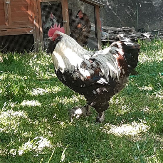 Image pour l'annonce Coqs Faverolles Allemands, Orpington et autres