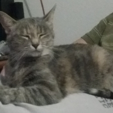 Image pour l'annonce Recherche mâle pour ma lyio
