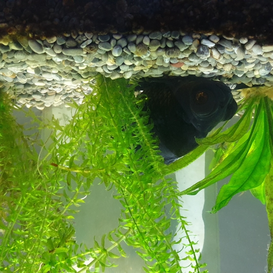 Image pour l'annonce Cherche famille pour poisson japonais noir cause déménagement à l'étranger