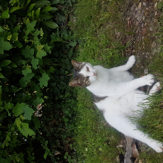 Image pour l'annonce Chat à donner