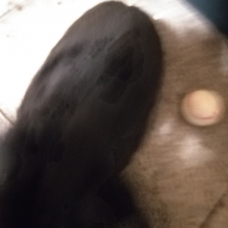 Image pour l'annonce vend lapin bélier noir
