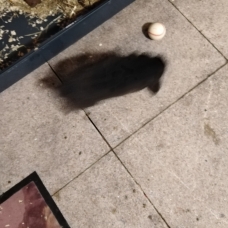 Image pour l'annonce vend lapin bélier noir