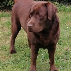 Image pour l'annonce Recherche femelle labrador chocolat LOF