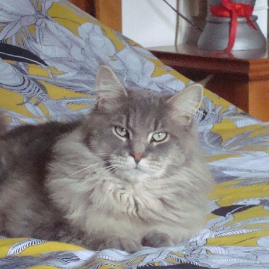 Image pour l'annonce Saillie Chat Maine Coon