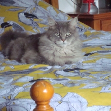 Image pour l'annonce Saillie Chat Maine Coon