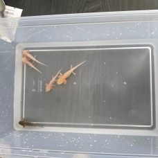 Image pour l'annonce Axolotl juvénile