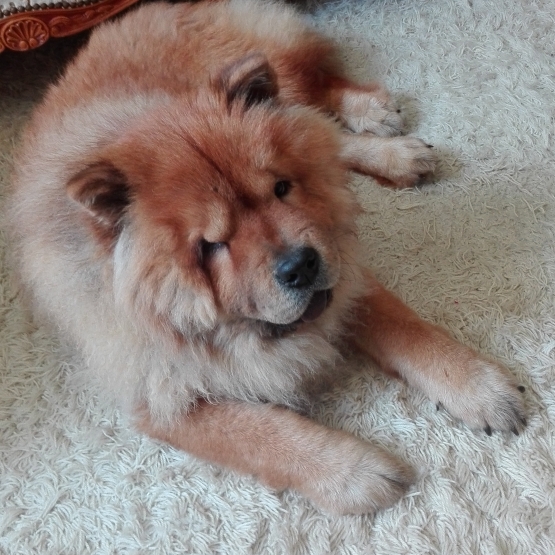 Image pour l'annonce Chow chow mâle recherche femelle pour saillie