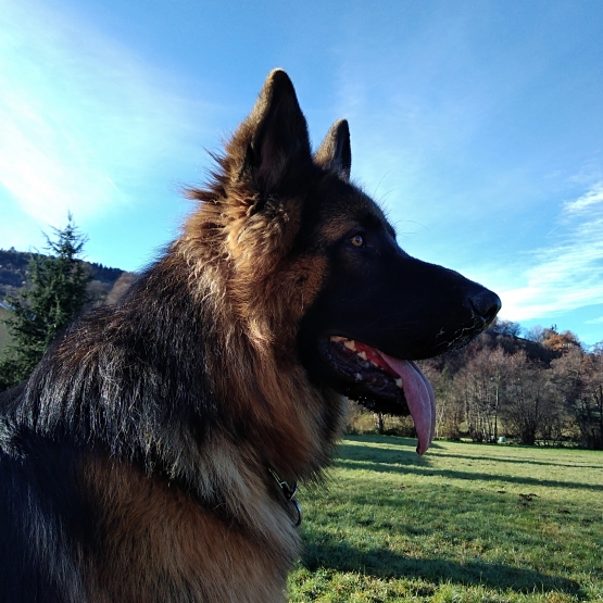 Image pour l'annonce Orkan des terres de miat  recherche fiancée pour saillie