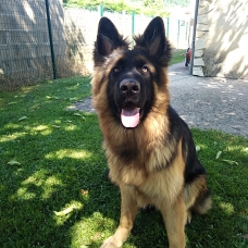 Image pour l'annonce Orkan des terres de miat  recherche fiancée pour saillie