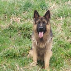 Image pour l'annonce Orkan des terres de miat  recherche fiancée pour saillie