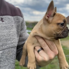 Image pour l'annonce Magnifique bouledogue français a donne.