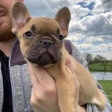 Image pour l'annonce Magnifique bouledogue français a donne.