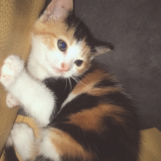 Image pour l'annonce Don chaton