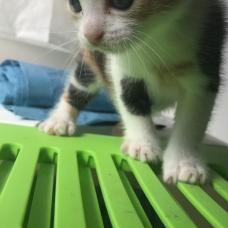 Image pour l'annonce Don chaton