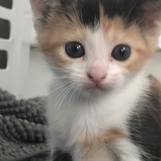 Image pour l'annonce Don chaton