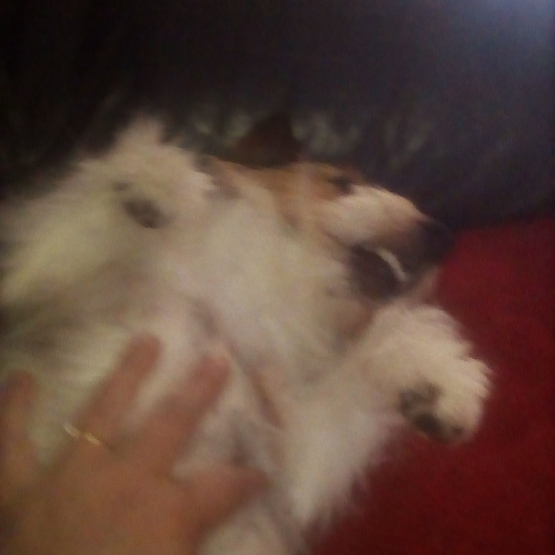 Image pour l'annonce Donne jack russel
