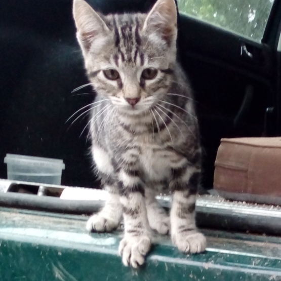 Image pour l'annonce donne chaton tigre