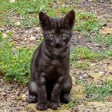Image pour l'annonce donne chaton tigre