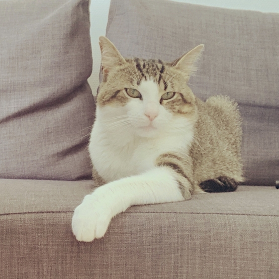 Image pour l'annonce DON chat