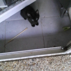 Image pour l'annonce Bébés chats à donner