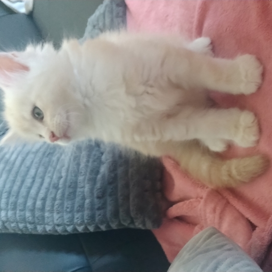 Image pour l'annonce maine coon