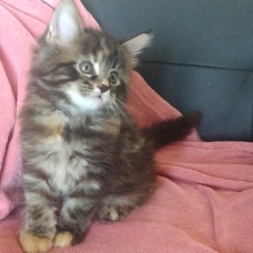 Image pour l'annonce maine coon